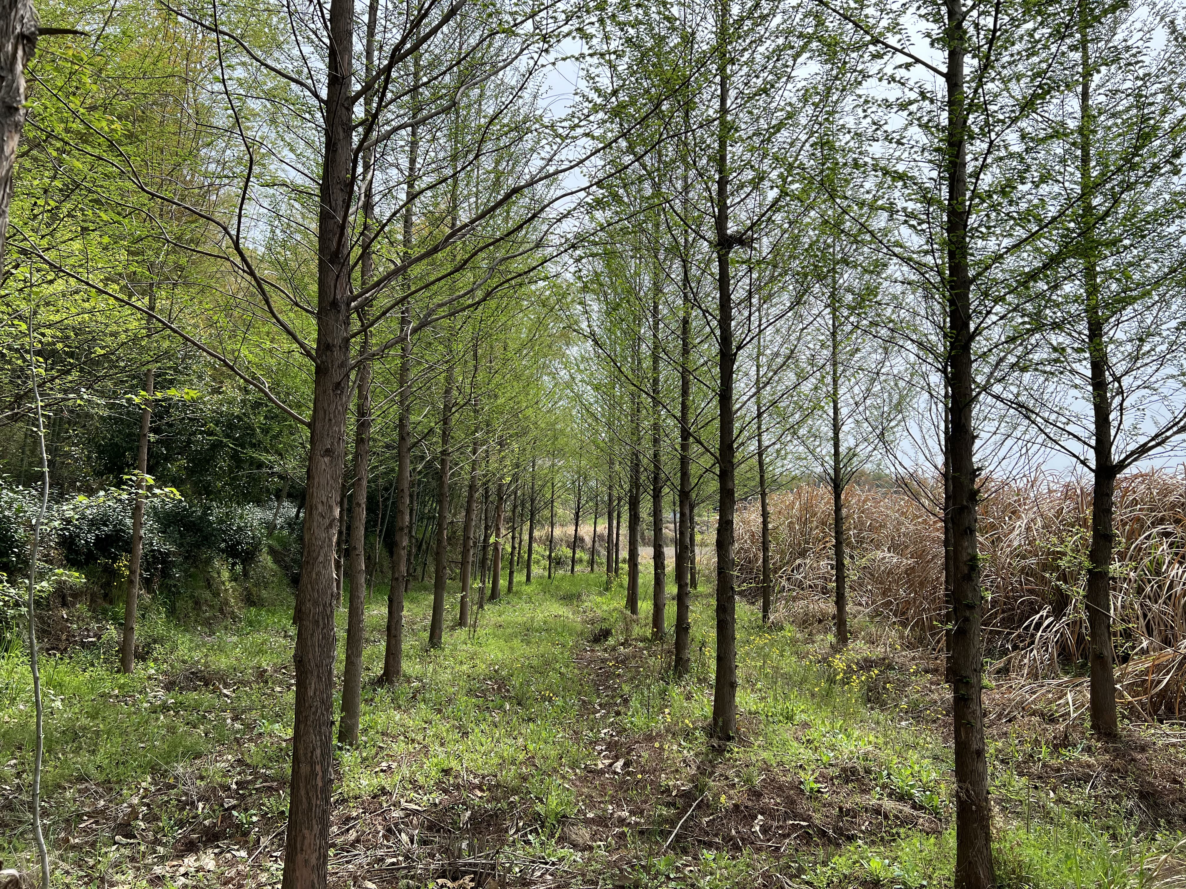 Shuishan forest.jpeg